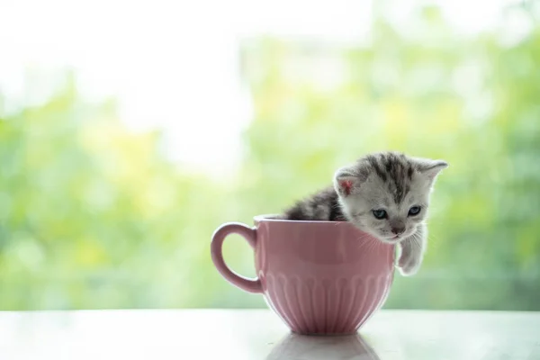 Gatito Días Una Taza Café Rosa Concepto Fondos Pantalla Salvapantallas —  Fotos de Stock