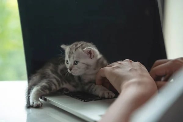 Cute Kittens Lying Laptop Harassing Owners While Working Home Freelance — Stock Photo, Image