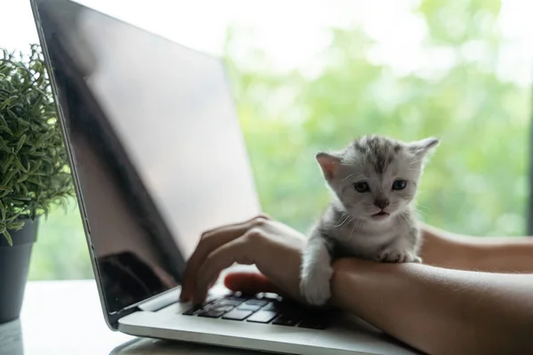 A 15-day-old kitten slept on the owner\'s arm while she was using a laptop.