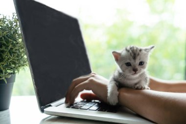 15 günlük bir kedi yavrusu dizüstü bilgisayar kullanırken sahibinin kolunda uyudu..