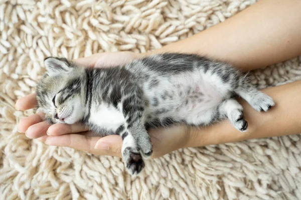 Letni Kociak Spał Szczęśliwie Kobiecej Dłoni Koncepcja Życia Zwierzęta Domowe — Zdjęcie stockowe