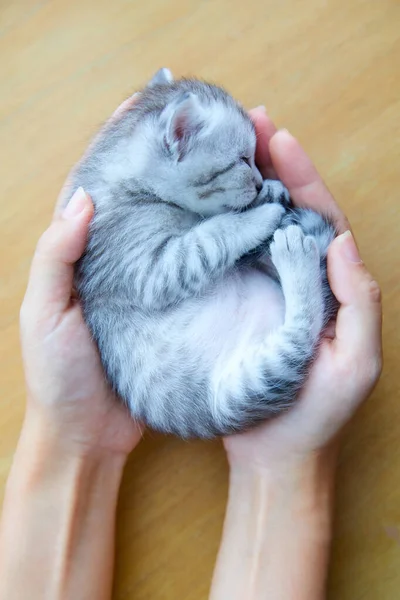 Pequeño Gatito Duerme Sus Manos —  Fotos de Stock