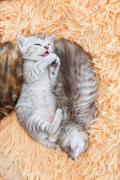 Котята Спят Кровати — стоковое фото