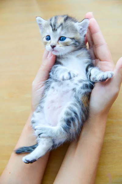 Pequeño Gatito Duerme Sus Manos — Foto de Stock