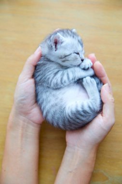 Küçük kedi yavrusu ellerinde uyuyor..