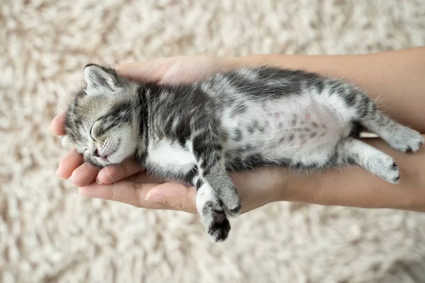 Günlük Bir Kedi Yavrusu Bir Kadının Elinde Mutlu Bir Şekilde — Stok fotoğraf