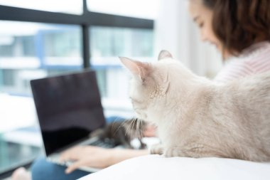Kedi ile birlikte evden çalışan iş kadını. Ev karantinası, COVID-19, Coronavirüs salgını durumu.