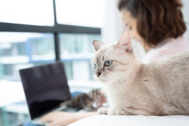 Kedi ile birlikte evden çalışan iş kadını. Ev karantinası, COVID-19, Coronavirüs salgını durumu.