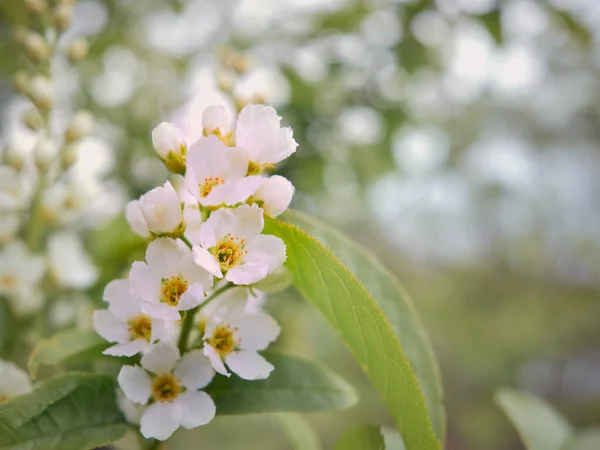 Flores Blancas Verano Pájaro Cereza Sobre Fondo Borroso Verde Claro — Foto de Stock