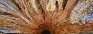 Desen ve arkaplan için meşe kabuğunun kabartmalı ahşap dokusu üzerinde yatay panoramik tasarım.