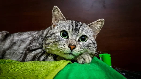 Kedi lezzetli bir yemek hayal ediyor.