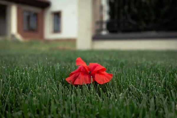 Лужайке Вырос Одинокий Красный Цветок Мака — стоковое фото