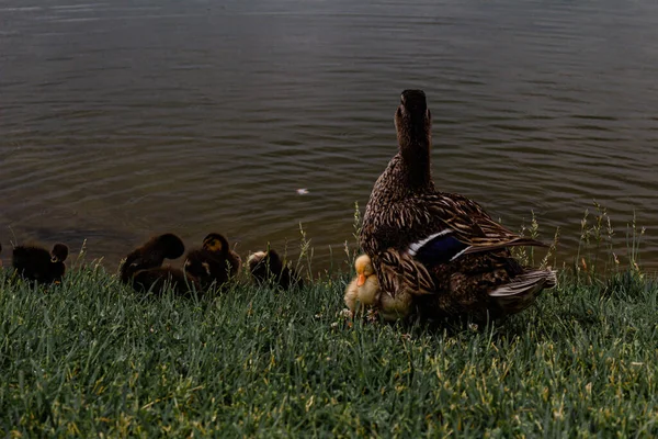 Pequeño Patito Toma Sol Bajo Ala Madre — Foto de Stock