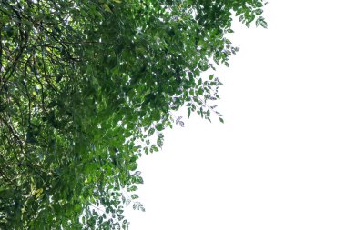 Beyaz bir arka plan yapraklarda perde