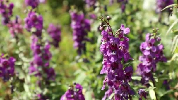 Flores Púrpuras Balancean Jardín Por Viento Que Sopla Través — Vídeos de Stock