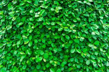 Zemin ve yeşil yaprakları doğal duvar dokusu.