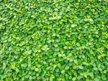 Zemin ve yeşil yaprakları doğal duvar dokusu.