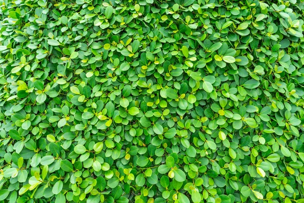 Bakgrunn Struktur Grønne Blader Naturvegg – stockfoto