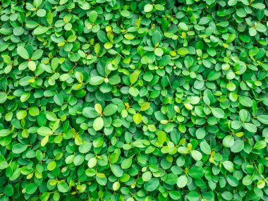 Zemin ve yeşil yaprakları doğal duvar dokusu.