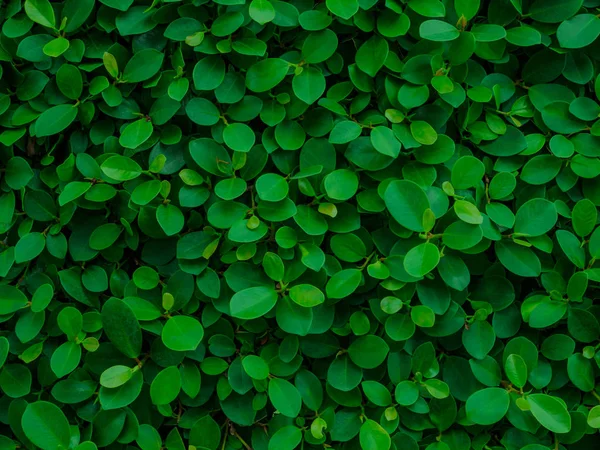 Backdrop Texture Green Leaves Natural Wall — Stock Photo, Image