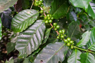 Yeşil kahve çekirdekleri ağaç üzerinde kapatın.