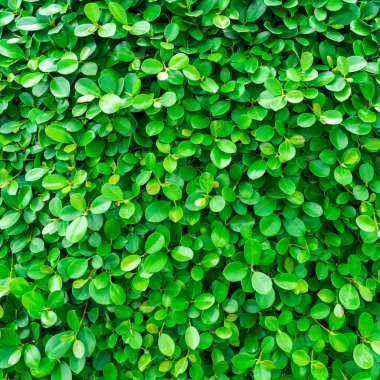 Zemin ve yeşil yaprakları doğal duvar dokusu.