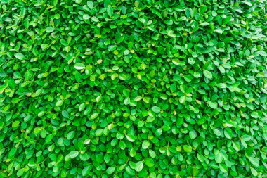 Zemin ve yeşil yaprakları doğal duvar dokusu.