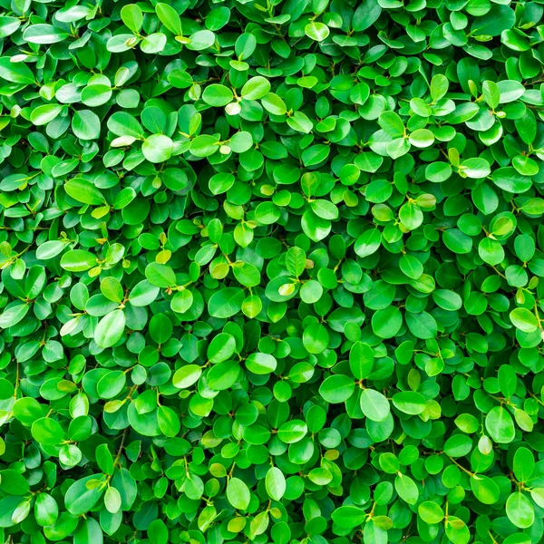 背景と緑の葉自然壁のテクスチャ — ストック写真