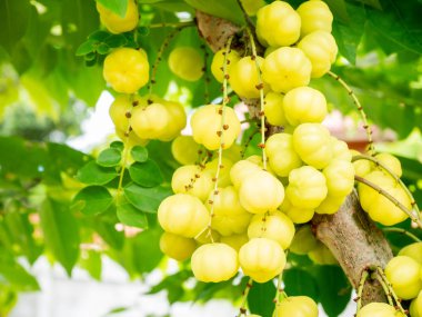 Yıldız Bektaşi üzümü meyve ağacı üzerinde kapatın.