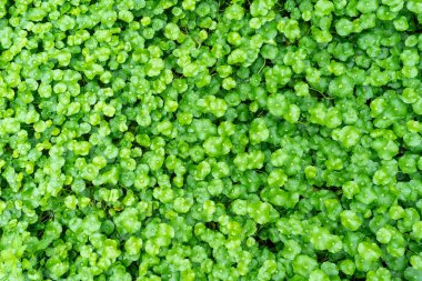 Güzel yeşil Asya bırakır arka plan.