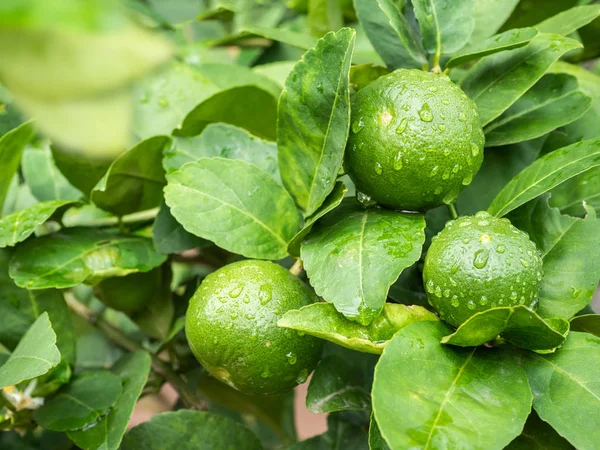 Árvores Cal Verde Fazenda — Fotografia de Stock