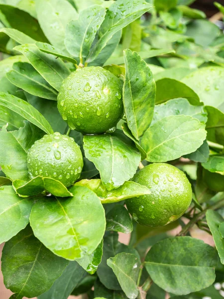 Árvores Cal Verde Fazenda — Fotografia de Stock