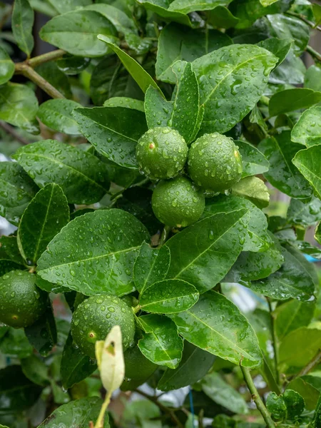 Árboles Cal Verde Granja —  Fotos de Stock