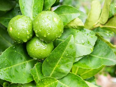 Yeşil limon ağaçlar gruptaki.