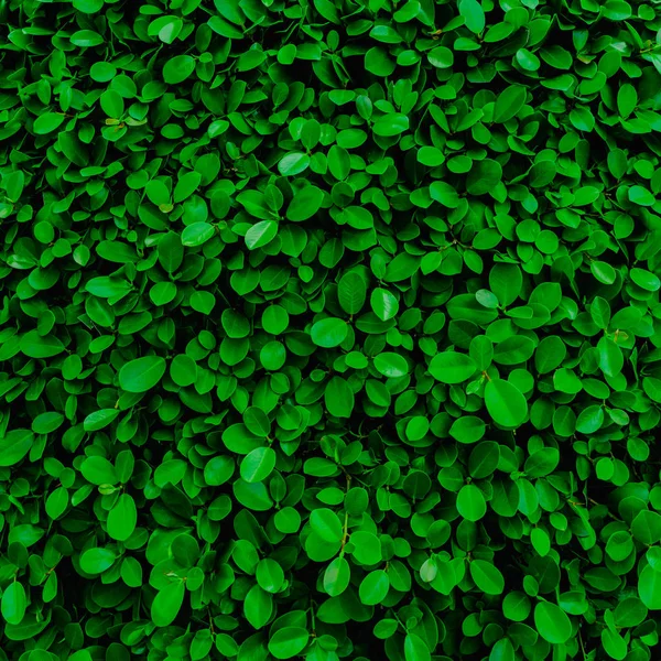 Фон Текстура Зеленых Листьев Естественной Стены — стоковое фото