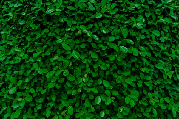 Bakgrunn Struktur Grønne Blader Naturvegg – stockfoto