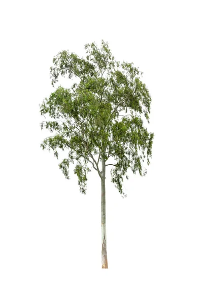 Árvore Eucalipto Isolada Sobre Fundo Branco — Fotografia de Stock