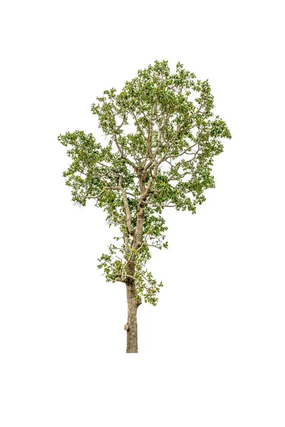 Stort Träd Isolerad Vit Bakgrund — Stockfoto