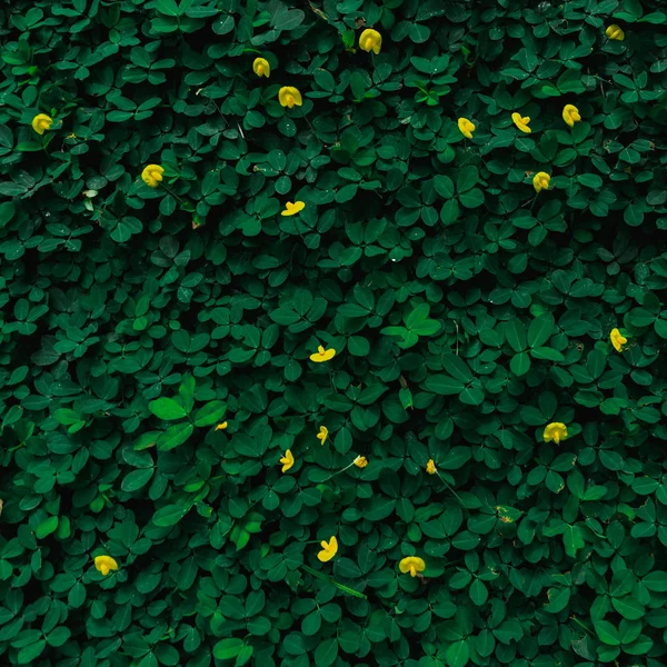 Žlutý Květ Pozadí Zelené Listy Retro Barevný Tón Efekt — Stock fotografie