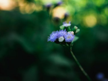 Retro renk tonu efekti ile soyut çiçek çim doğal arka plan.