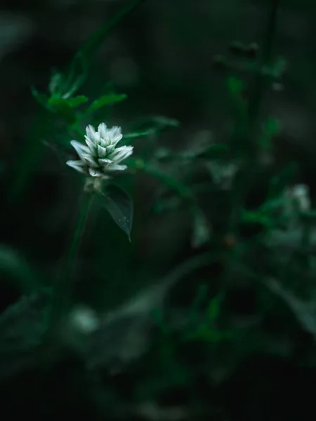 Abstrakt Blomma Gräs Naturliga Bakgrund Med Retro Färg Tonar Effekt — Stockfoto