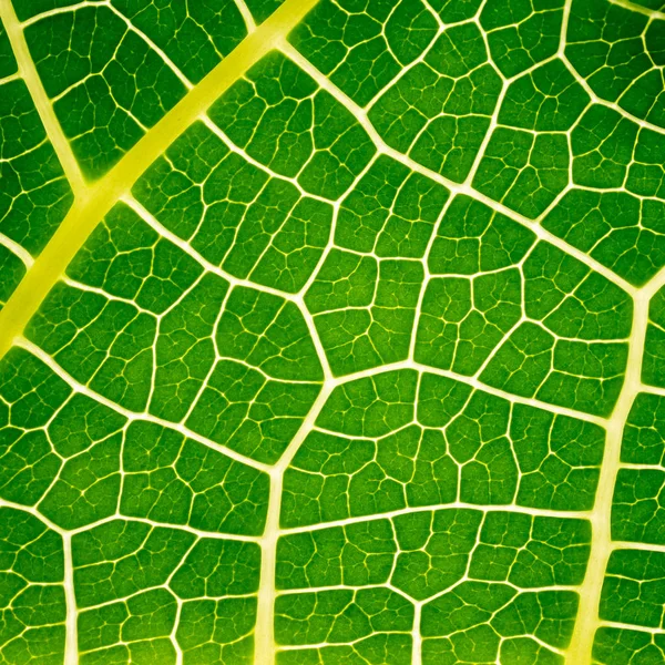 Zielona Papaja Liść Tekstury Tło — Zdjęcie stockowe