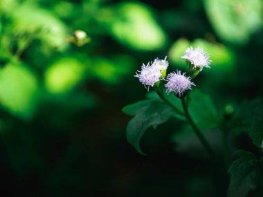 Retro renk tonu efekti ile soyut çiçek çim doğal arka plan.