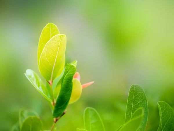 Closeup Green Leaf Blurred Natural Background Garden — Stock Photo, Image