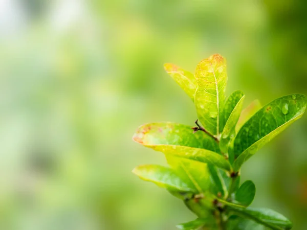 Closeup Groen Blad Met Onscherpe Natuurlijke Achtergrond Tuin — Stockfoto