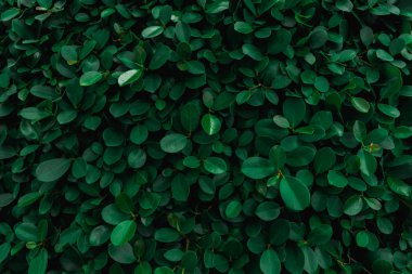 Zemin ve yeşil yaprakları doğal duvar dokusu.