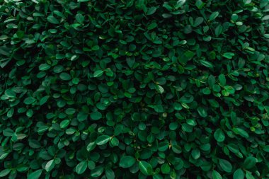Zemin ve yeşil yaprakları doğal duvar dokusu.