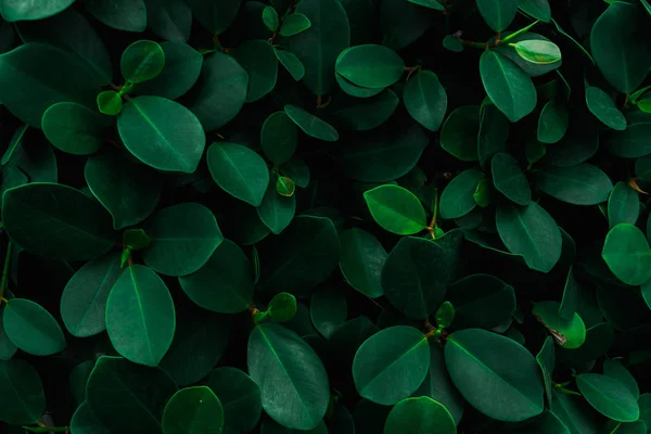 Achtergrond Textuur Van Groene Bladeren Natuurlijke Muur — Stockfoto