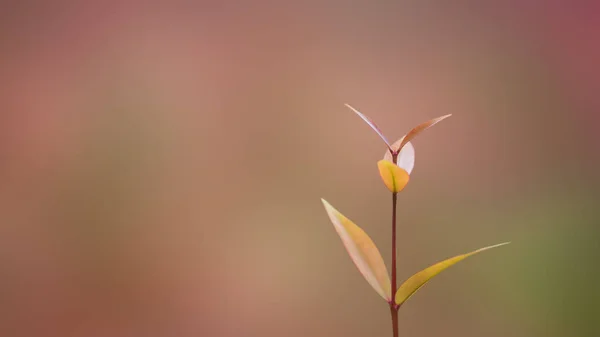 Jeunes Feuilles Fond Naturel Flou Dans Jardin — Photo