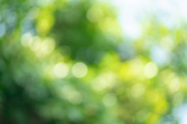 Güzel yeşil bokeh doğal arka plan.